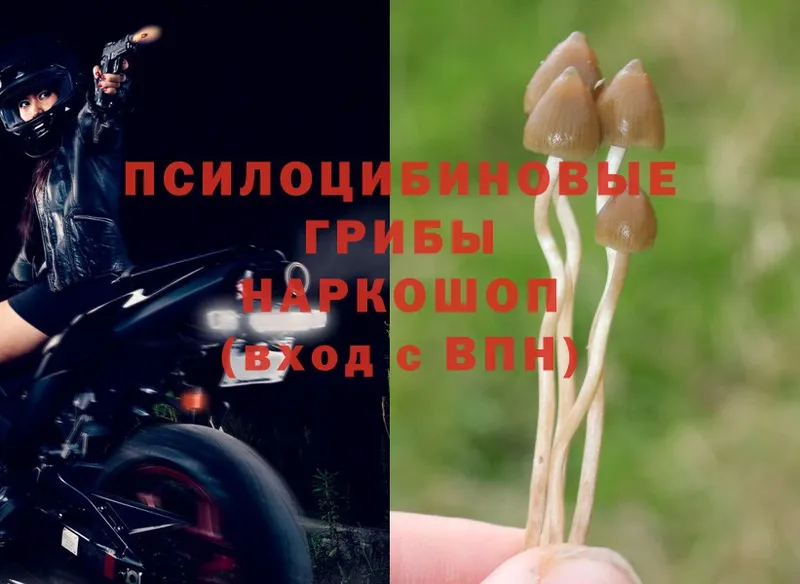 Псилоцибиновые грибы Psilocybe  Балахна 